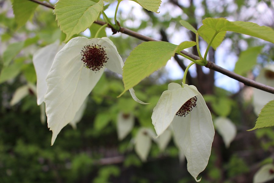 Blüte des Taschentuchbaums (Davidia involucrata)