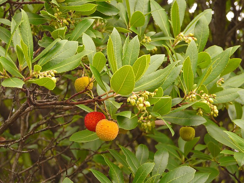 Früchte und Blüten des Westlichen Erdbeerbaums (Arbutus unedo)