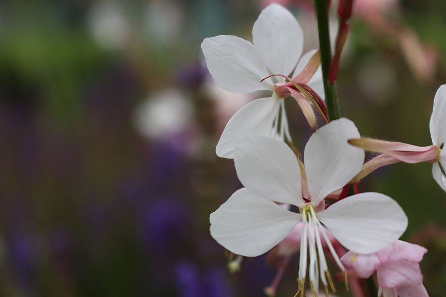 Blüte der Prachtkerze (Gaura lindheimeri)