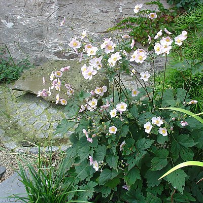 Gestaltung mit Herbstanemone (Anemone hupehensis var. japonica ´Honorine Jobert´