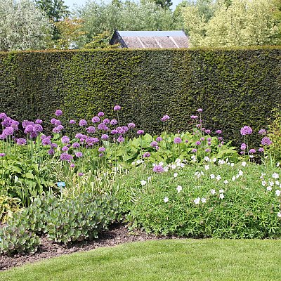 Storchschnabel (Geranium) und Zierlauch (Allium) als Frühjahrsaspekt; De Tuinen von Appeltern