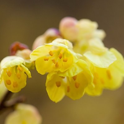 Blüte der Scheinhasel (Corylopsis pauciflora)