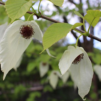 Blüte des Taschentuchbaums (Davidia involucrata)