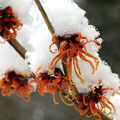 Zaubernussblüte mit Schnee (Hamamelis x intermedia ´Feuerzauber´)