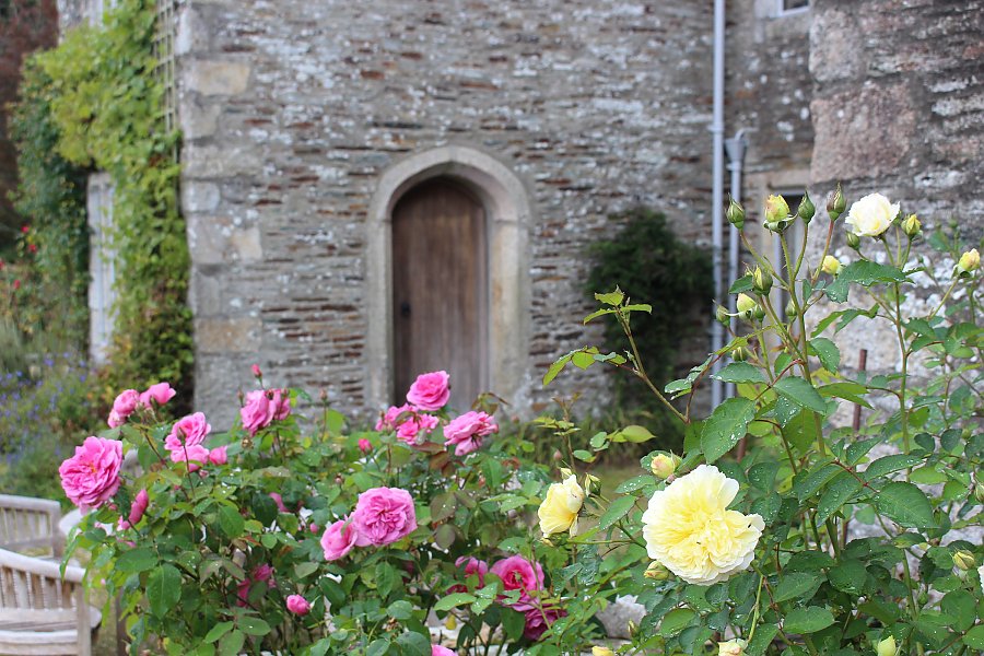 Rosenblüten an der Buckland Abbey